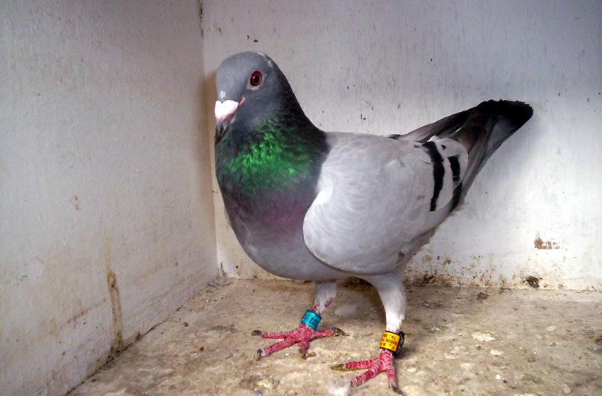 Weibchen 1533/10/222