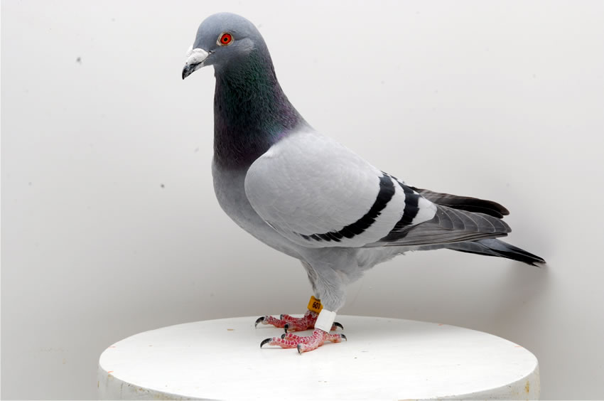 Superreise und Ausstellungsvogel 1533-09-109. Foto K. Kühntopp