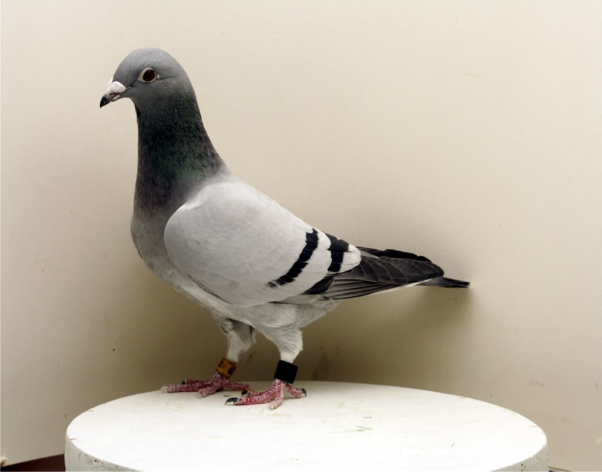 super Täubin 1533/09/139