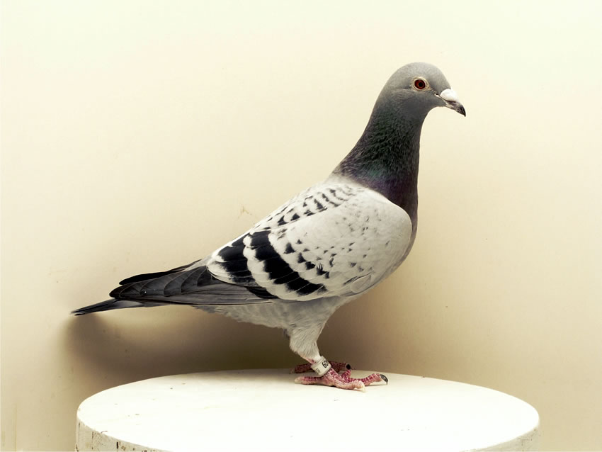 Täubin 1533/06/409. Foto K. Kühntopp