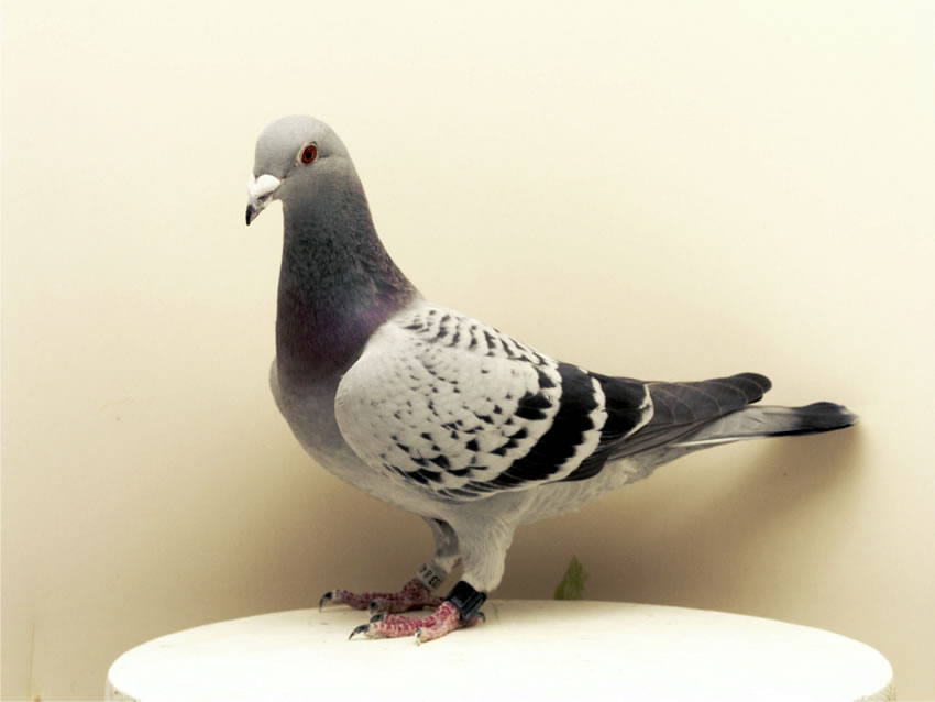 Täubin 1533/06/410. Foto K. Kühntopp