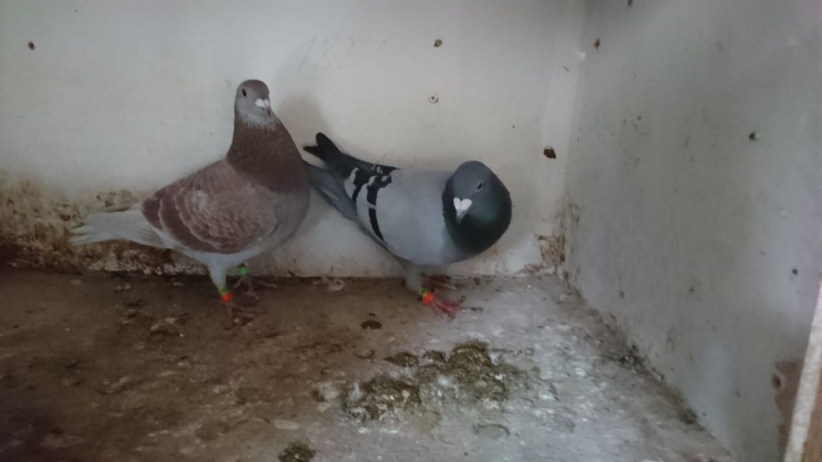 Olympiasieger '228' x Endauswahlteilnehmer '239' Dieser Paar züchtet seit 2024