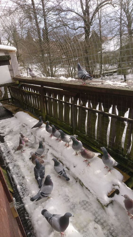 Tauben im Winterquartier