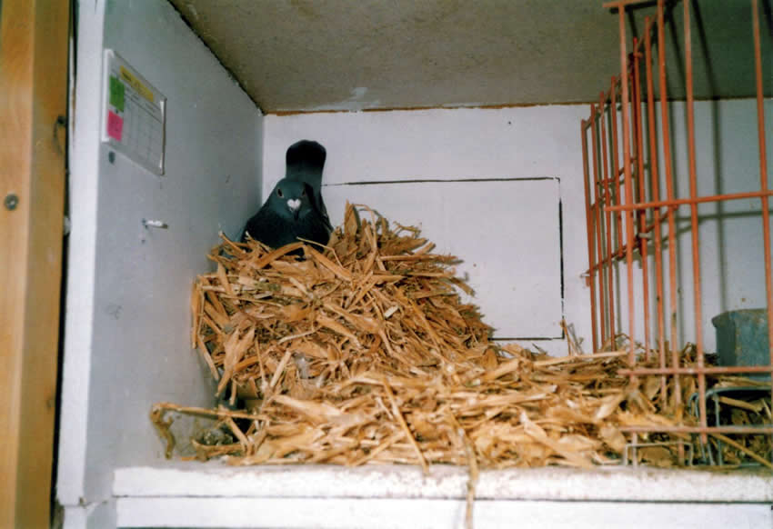 Zuchttauben im Erbsenstrohnest